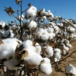 Cotton Market's Slight