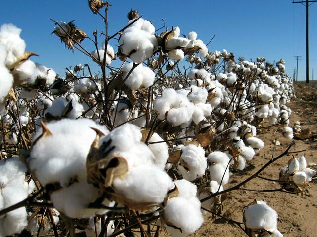 Cotton Market's Slight